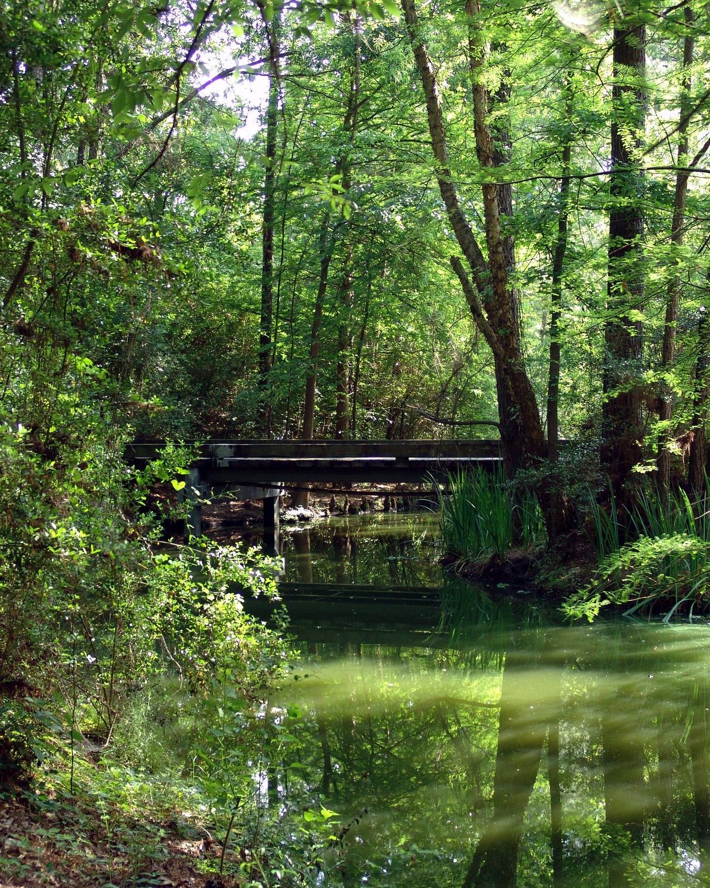 Puente de sendero de madera en bosque denso en The Woodlands, Texas